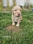 cockerpoo 