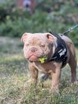 American bully exotic 