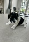 Bichon havanais hanar söker hem (reg i skk)