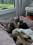 kattungar
