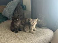 Superfina kattungar 50%Ragdoll