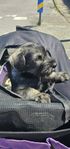 Schnauzer P/S hane