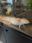 Axolotl hona albino