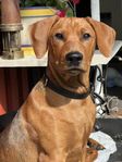 Helge 4 månader pinscher