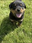 Rottweiler valpar 
