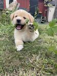 Australian Shepherd / Labrador valpar