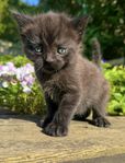 Brittisk korthår/HeligBirma/bondkatt MIX  