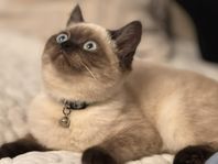 Brittisk korthår/HeligBirma/bondkatt MIX  