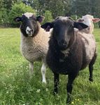 Fina bagglamm säljes, köttraskorsningar