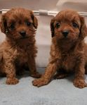 Cavapoo Mini
