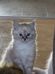 ragdoll leveransklara 