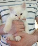 RAGDOLL - Renrasiga kattungar MED stamtavla i SVERAK!