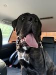  Enzo söker nytt hem – 11 månader ung Cane Corso 