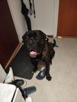  Enzo söker nytt hem – 11 månader ung Cane Corso 