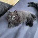 kattungar