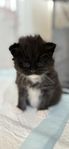 Maine Coon/Ragdoll