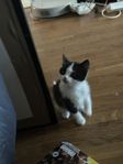 3 st underbara kattungar