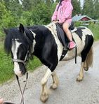 Irish cob sto med potential 