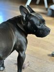 Superhärlig Bullymix (231124)