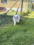 Ragdoll
