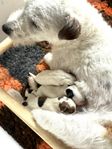 Jack Russell valpar
