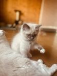 Kattunge