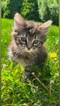 kattungar