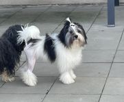 Löwchen 