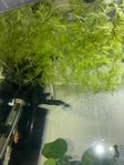 Ceratophyllum demersum 'Foxtail'