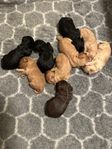 Labradoodle valpar 