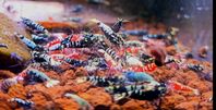 Caridina räkor 