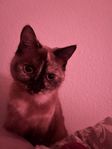 katt