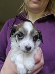 Chinese crested dog valpar