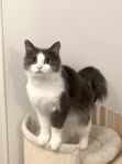 Min älskade katt Moshi på 1 år behöver ett nytt hem 