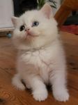 kattungar 
