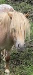 shetlands sto 