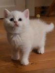 kattunge 
