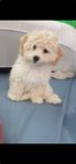 Maltipoo Tik 1 år