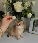 brittisk långhår kattungehane