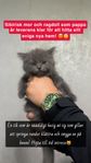 Sibirisk/Ragdoll LEVRANS KLARA