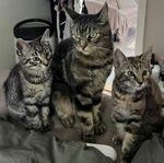 kattungar
