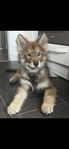 Kärleksfull Shiloh Schäfer mix 5 månader 