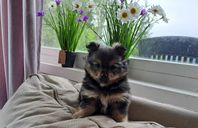 pomchi valpar