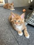 Maine coon med stamtavla 