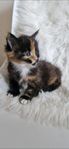 Maine coon med stamtavla 