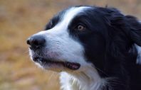 Border collie 5år
