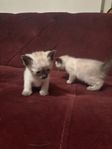 katt