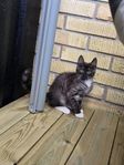 Katt unge Maine coon blandning 