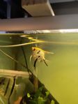 koi scalara vuxen
