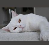 Brittish Shorthair hankatt